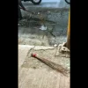 आम आदमी पार्टी कार्यकर्त्यांचा पुणे पॅचवर्क घोटाळ्यावर झाडू आंदोलन