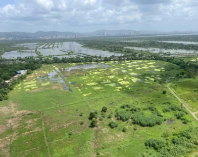 मुलुंड मिठागर जमीन धारावी पुनर्वसन प्रकल्पाला