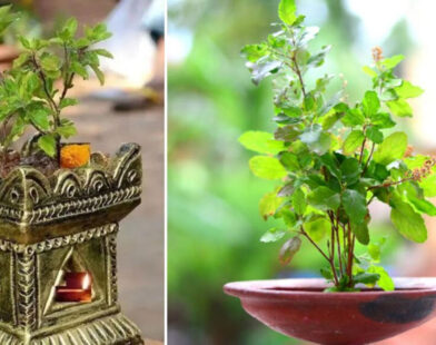 Tulsi tress
