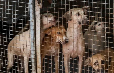 Supreme Court orders removal of stray dogs from public areas