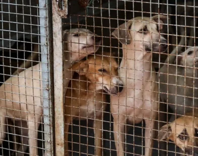 Supreme Court orders removal of stray dogs from public areas