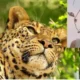 Gondia leopard attack kills 9-year-old girl